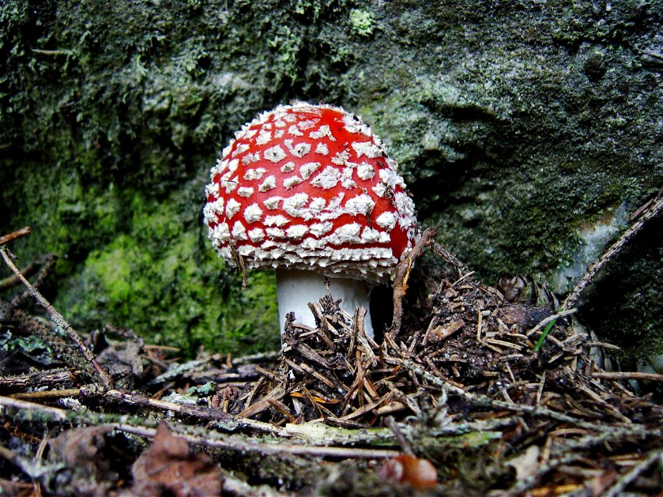 Junger Fliegenpilz im Silbertal