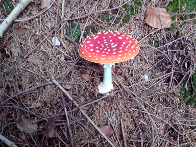 Red toadstool photo