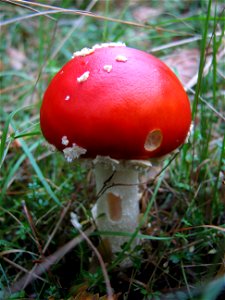 mushroom photo