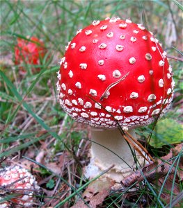 mushroom seen in Sweden photo
