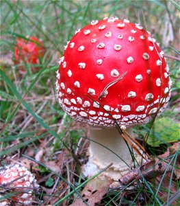 mushroom seen in Sweden