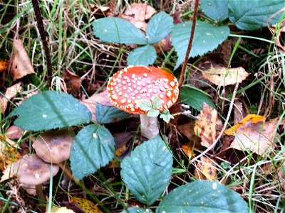 Fliegenpilz im Venner Moor nahe Münster