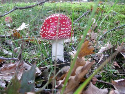 Ruhland, Ortrander Straße 12, Fliegenpilz (Amanita muscaria), Herbst; aufwachsend, Seitenansicht photo