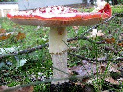 Ruhland, Ortrander Straße 12, Fliegenpilz (Amanita muscaria), Herbst; ausgewachsen, Seitenansicht photo