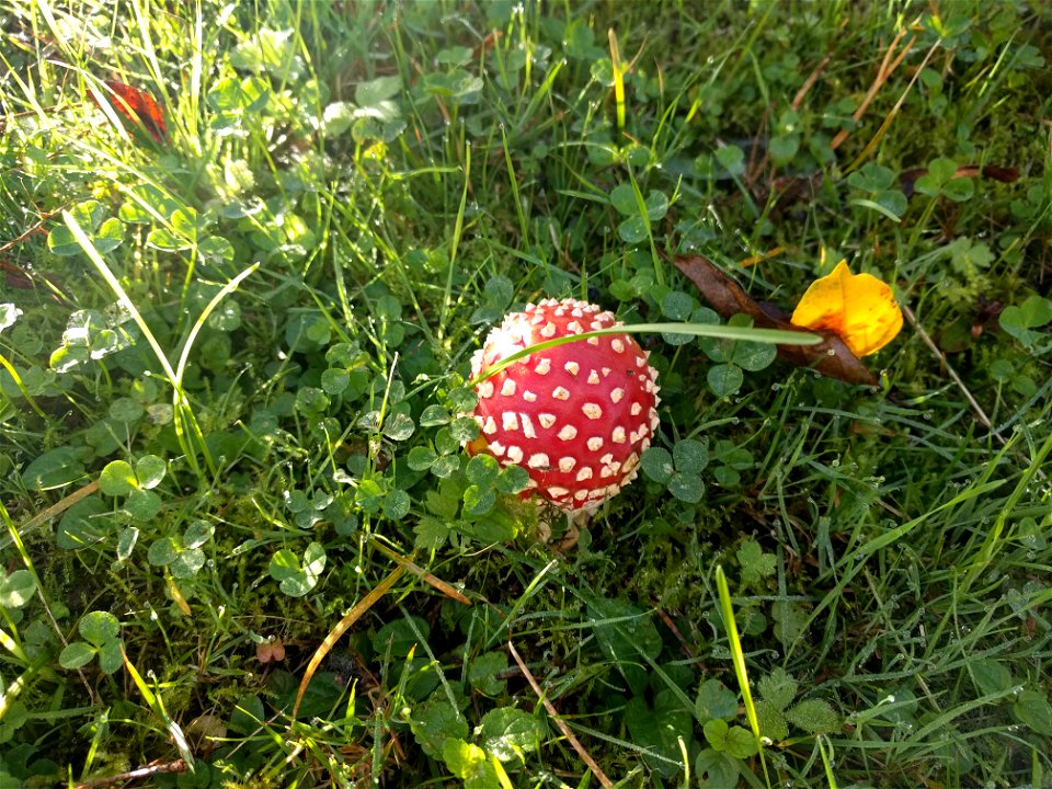 Amanita muscaria (fly amanita)