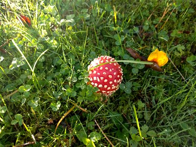 Amanita muscaria (fly amanita) photo