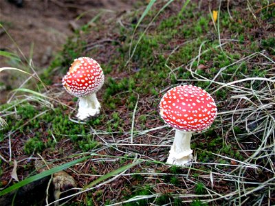 Image title: Two amanita muscaria Image from Public domain images website, http://www.public-domain-image.com/full-image/flora-plants-public-domain-images-pictures/fungi-mushrooms-public-domain-images photo