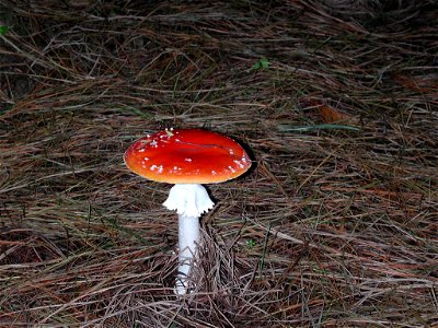 Fly agaric toadstool growing on the forest floor of a pine plantation forest in New Zealand, among pine needles. photo