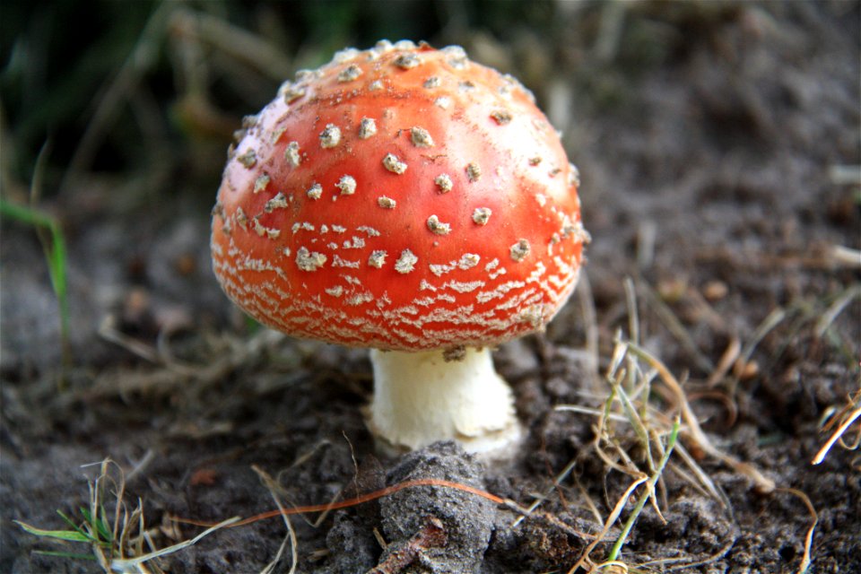 en:Amanita muscaria