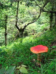 Wild mushroom tecpan guatemala photo
