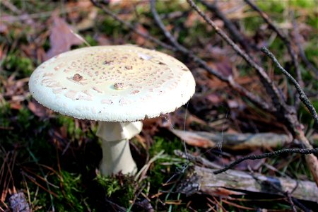 Death cap mushroom photo