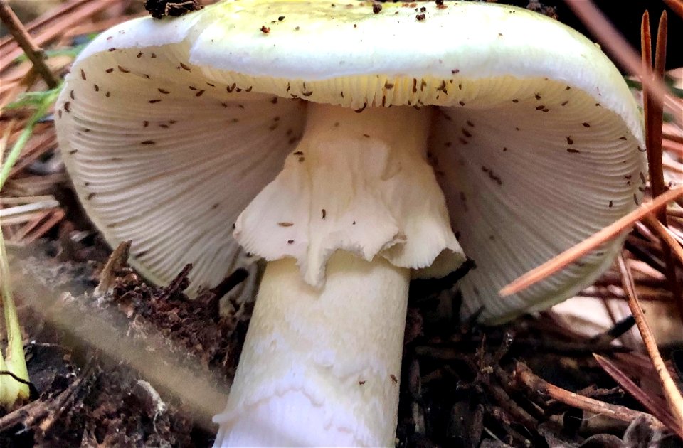 Deathcap (Amanita phalloides)