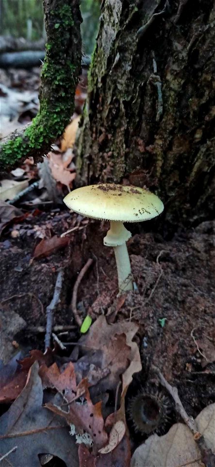 Deathcap (Amanita phalloides)