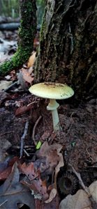 Deathcap (Amanita phalloides) photo