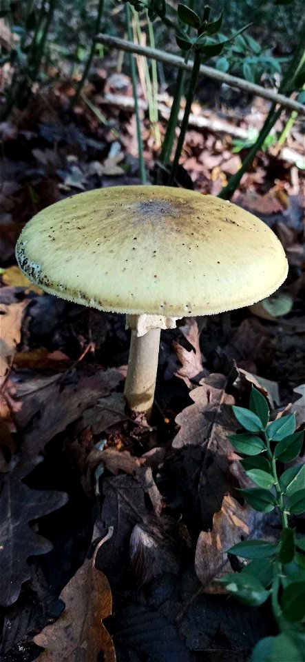 Deathcap (Amanita phalloides)