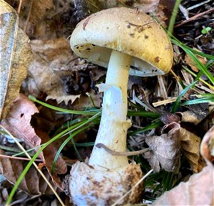 Deathcap (Amanita phalloides) photo