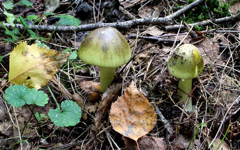 The death cap. Ukraine.