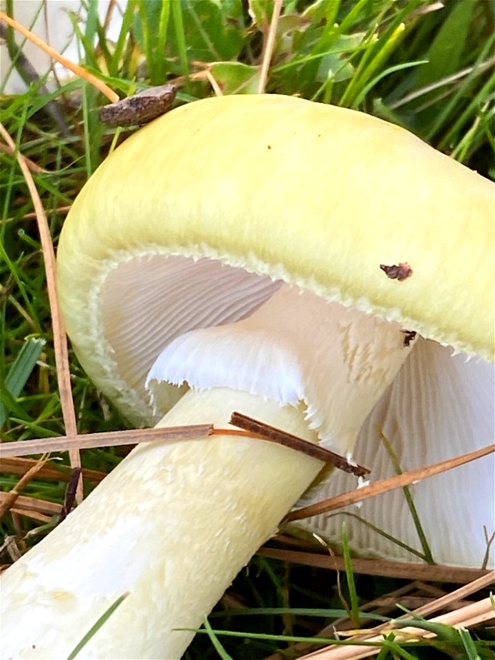 Deathcap (Amanita phalloides)