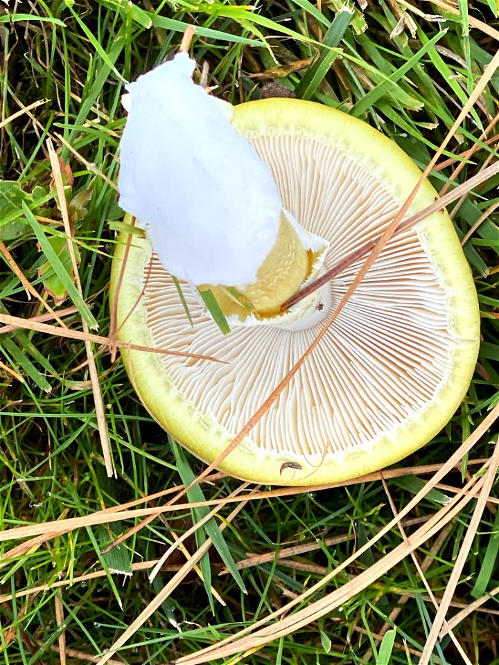 Deathcap (Amanita phalloides)