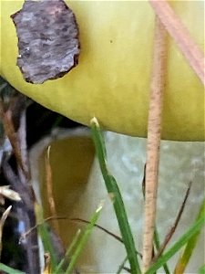 Deathcap (Amanita phalloides) photo