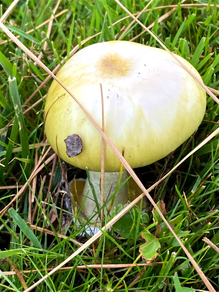 Deathcap (Amanita phalloides)