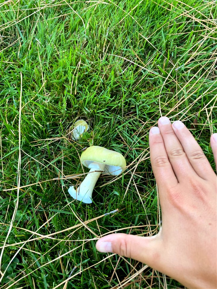Deathcap (Amanita phalloides)