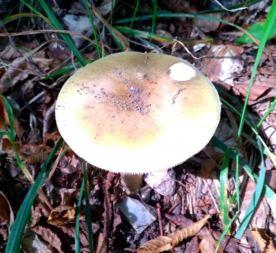 Deathcap (Amanita phalloides)