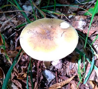 Deathcap (Amanita phalloides)