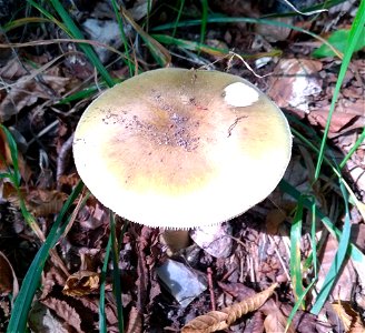 Deathcap (Amanita phalloides) photo