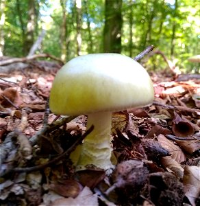 Deathcap (Amanita phalloides) photo