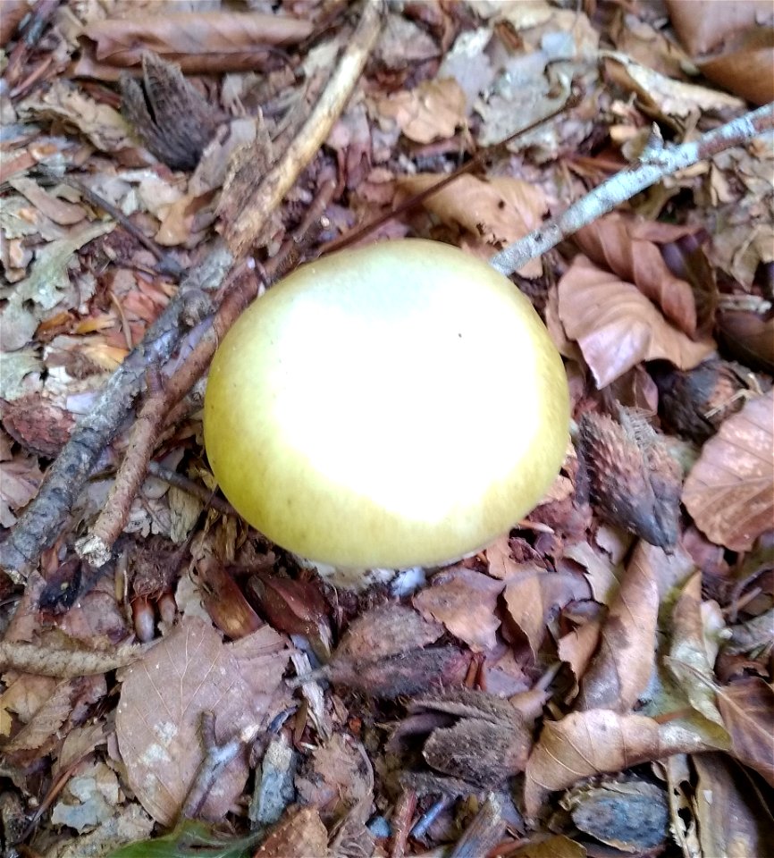 Deathcap (Amanita phalloides)