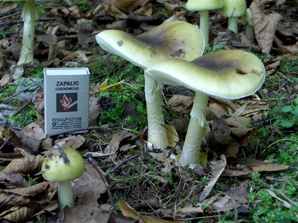 Death cap - two adult fungal fruiting bodies. Location: Europe, Poland, Mazovian Voivodship, Podkowa Leśna, broadleaf forest/garden. See also other pictures of the same subject.