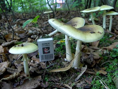 Death cap - two adult fungal fruiting bodies. Location: Europe, Poland, Mazovian Voivodship, Podkowa Leśna, broadleaf forest/garden. See also other pictures of the same subject.