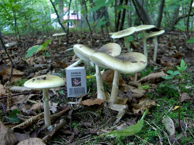 Death cap - two adult fungal fruiting bodies. Location: Europe, Poland, Mazovian Voivodship, Podkowa Leśna, broadleaf forest/garden. See also other pictures of the same subject.