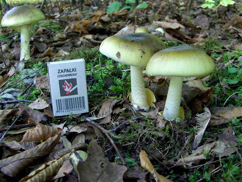 Death cap - two fungal fruiting bodies. Location: Europe, Poland, Mazovian Voivodship, Podkowa Leśna, broadleaf forest/garden. See also other pictures of the same subject.