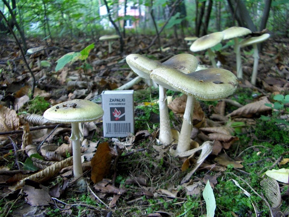 Death cap - two old fungal fruiting bodies. Location: Europe, Poland, Mazovian Voivodship, Podkowa Leśna, broadleaf forest/garden. See also other pictures of the same subject.