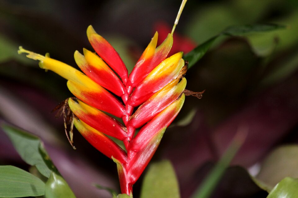 Nature exotic unusual