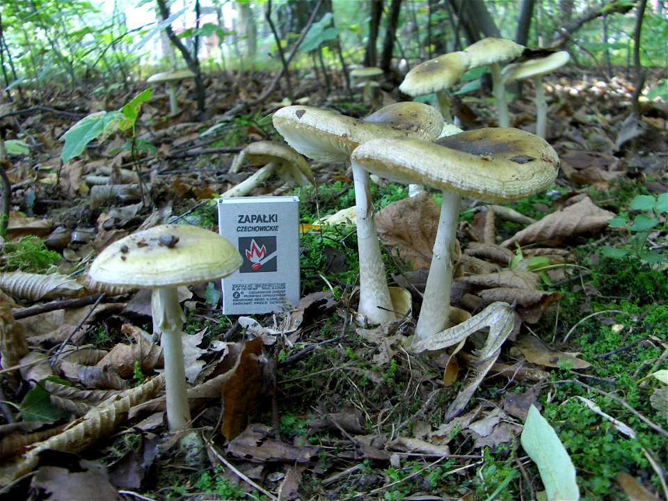 Death cap - two old fungal fruiting bodies. Location: Europe, Poland, Mazovian Voivodship, Podkowa Leśna, broadleaf forest/garden. See also other pictures of the same subject.