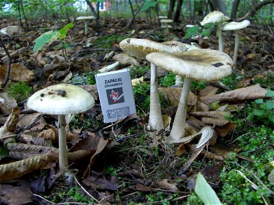 Death cap - two old fungal fruiting bodies. Location: Europe, Poland, Mazovian Voivodship, Podkowa Leśna, broadleaf forest/garden. See also other pictures of the same subject. photo