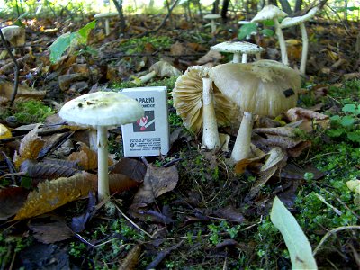 Death cap - two old fungal fruiting bodies. Location: Europe, Poland, Mazovian Voivodship, Podkowa Leśna, broadleaf forest/garden. See also other pictures of the same subject. photo