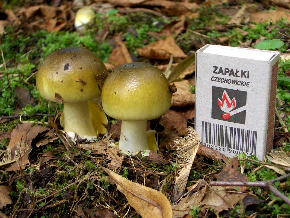 Death cap - two young fungal fruiting bodies. Location: Europe, Poland, Mazovian Voivodship, Podkowa Leśna, broadleaf forest/garden. See also other pictures of the same subject.