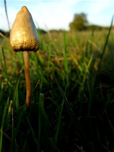 Fruit body of a fungus species, likely the grassland-loving Psilocybe semilanceata (Fr.) P. Kumm.