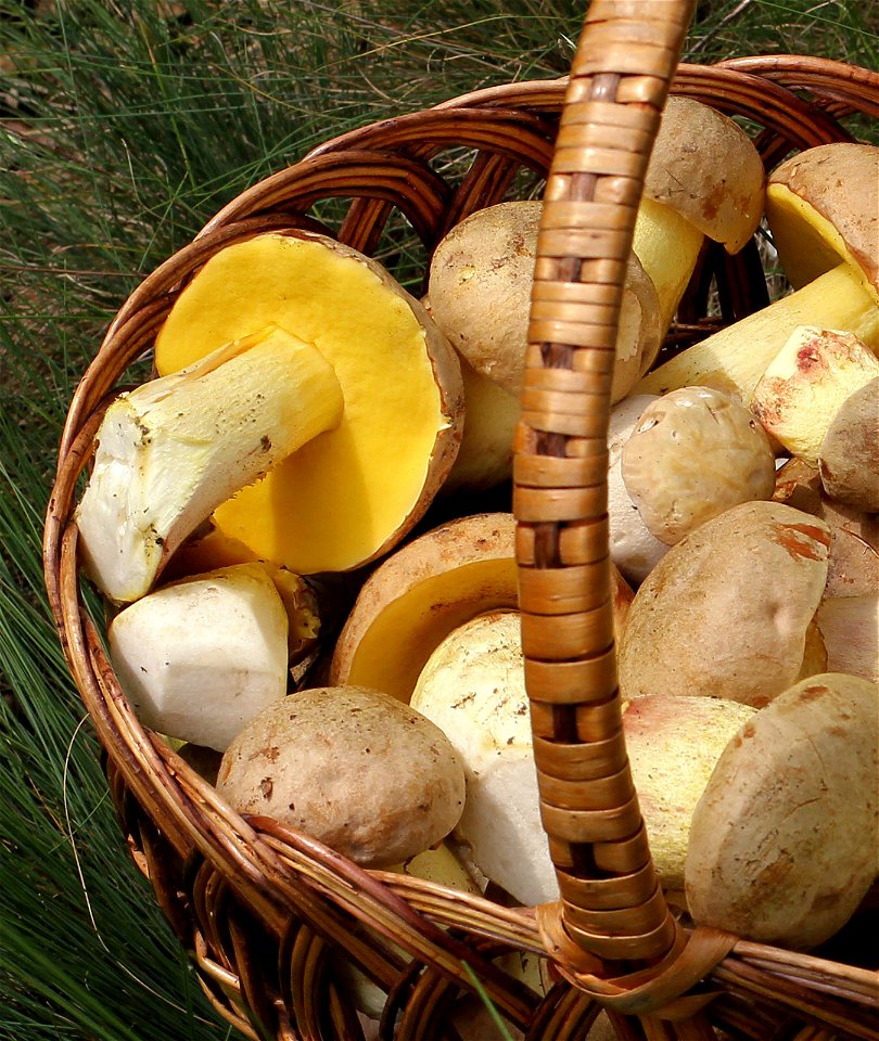 Picked edible fungi in basket. crop with Iodine bolete (Boletus impolitus). Trophies of a mushroom hunt. Ukraine.