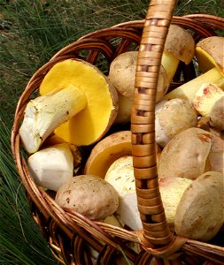 Picked edible fungi in basket. crop with Iodine bolete (Boletus impolitus). Trophies of a mushroom hunt. Ukraine. photo