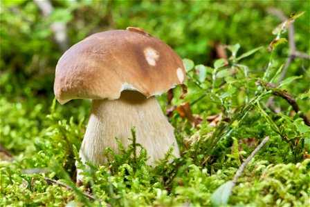 is an edible mushroom in the Basidiomycete phylum. The fruiting body of the specimen in the picture has been growing for about four days and is about 130 mm tall. photo