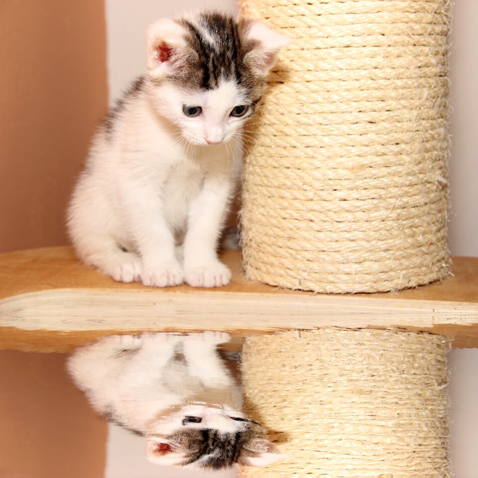 Mirroring kitten cute