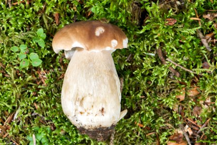 is an edible mushroom in the Basidiomycete phylum. The fruiting body of the specimen in the picture has been growing for about four days and is about 130 mm tall. photo