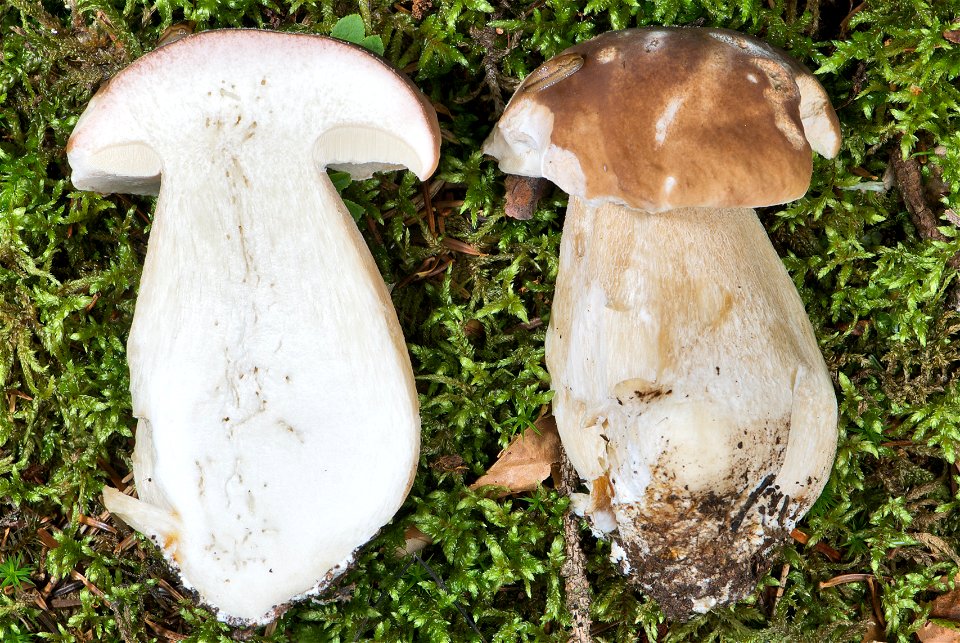 is an edible mushroom in the Basidiomycete phylum. The fruiting body of the specimen in the picture has been growing for about four days and is about 130 mm tall. It was cut apart to display the inter