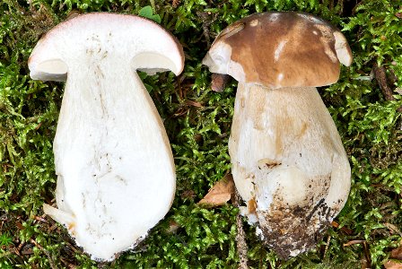 is an edible mushroom in the Basidiomycete phylum. The fruiting body of the specimen in the picture has been growing for about four days and is about 130 mm tall. It was cut apart to display the inter photo