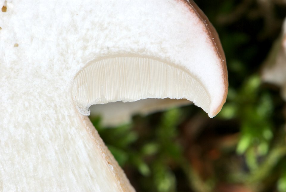 is an edible mushroom in the Basidiomycete phylum. The fruiting body of the specimen in the picture has been growing for about four days and was cut apart to display the interior. A detail are the spo